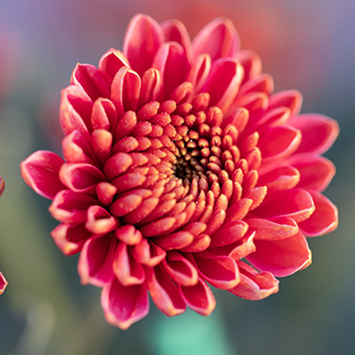 Chrysantheme