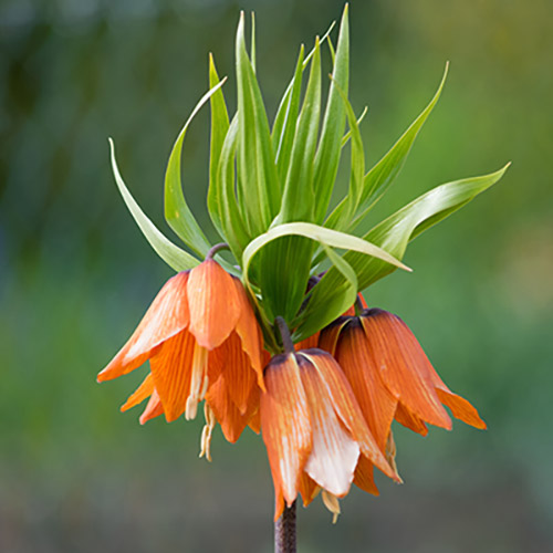 Kaiserkrone