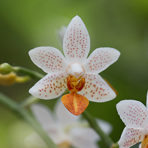 Orchidee