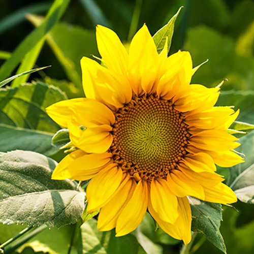 Sonnenblume